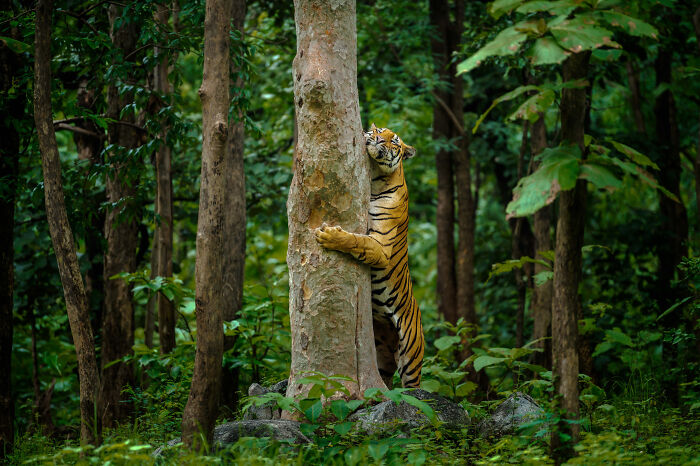 Wildlife: Highly Honored - Bengal Tiger By Krishna Daga