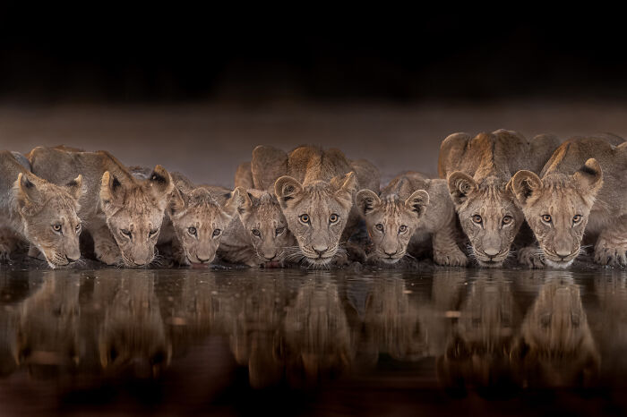 Wildlife: Highly Honored - African Lion Cubs By Keith Bannerman