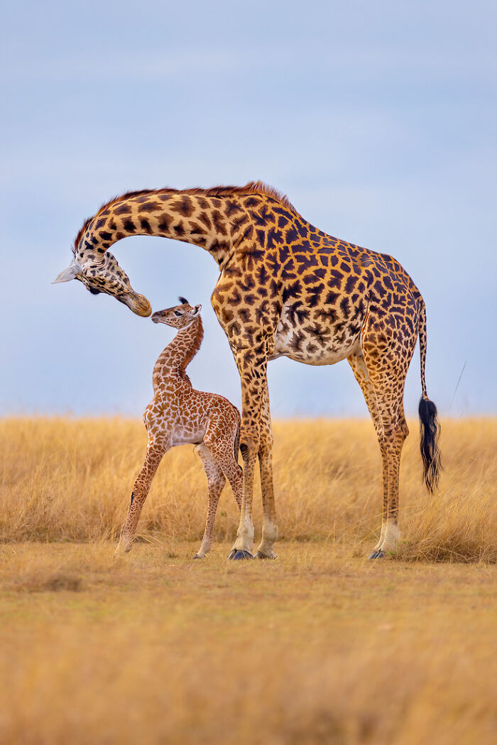 Wildlife: Highly Honored - Masai Giraffe And Calf By Thomas Nicholson