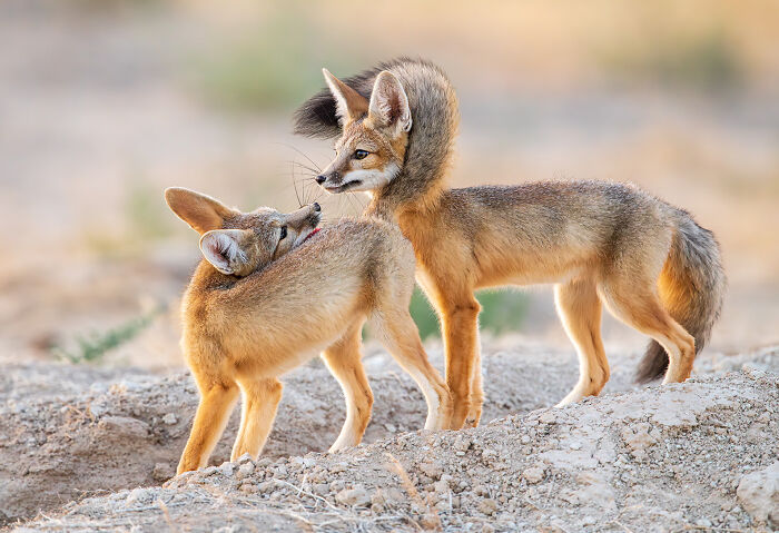 Animal Antics: Winner - Kit Fox Pair By Brian Clopp