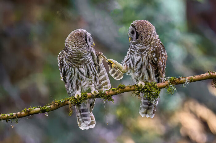 Animal Antics: Highly Honored - Barred Owlets By Glenn Nelson