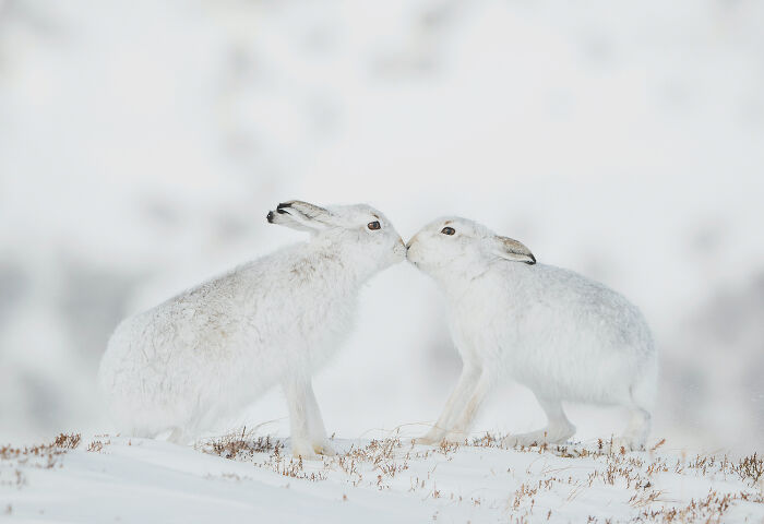 Animal Antics: Highly Honored - Mountain Hares By Andy Parkinson