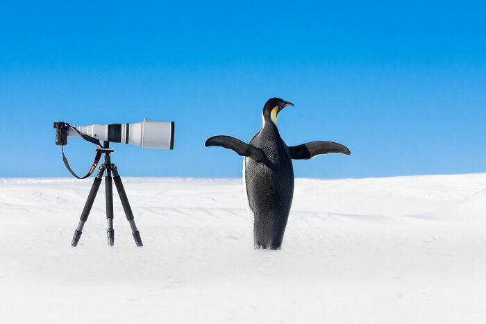 Animal Antics: Highly Honored - Emperor Penguin By Thomas Vijayan