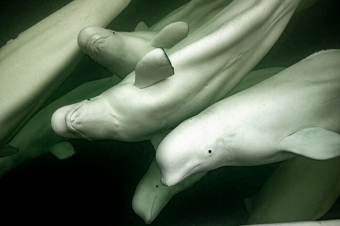 Polar Passion: Winner - Beluga Whale By Brett Freliche