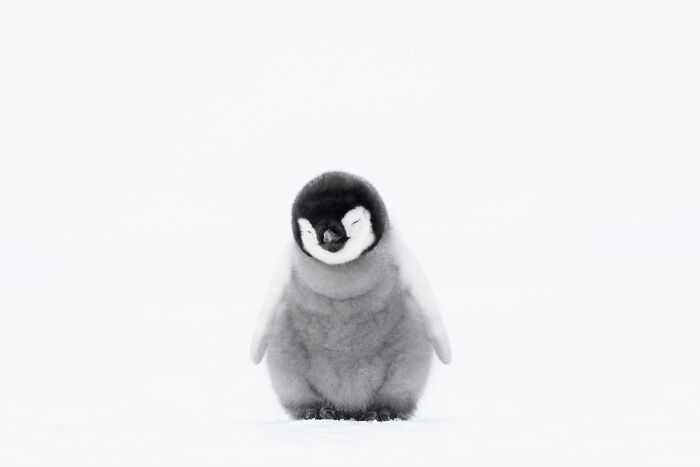 Polar Passion: Highly Honored - Emperor Penguin Chick By Stefan Christmann