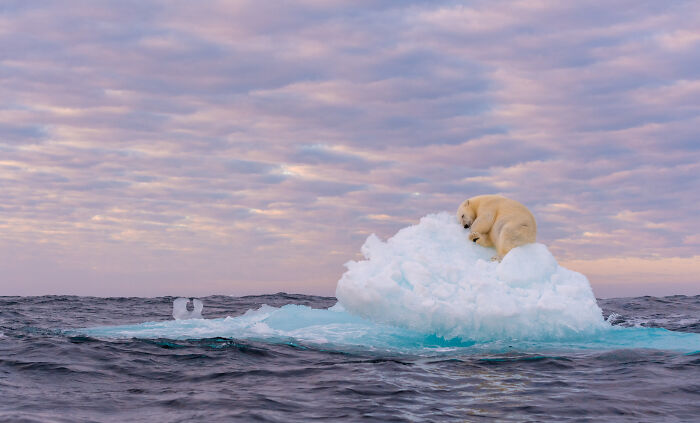 Polar Passion: Highly Honored - "Treasure On Ice" By Marek Jackowski