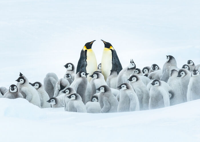 Polar Passion: Highly Honored - Emperor Penguins By Liwen Tao