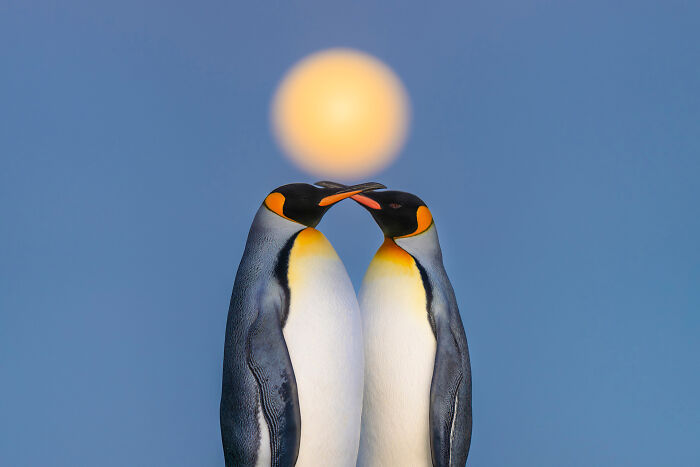 Polar Passion: Highly Honored - King Penguins Under Full Moon By Levi Fitze