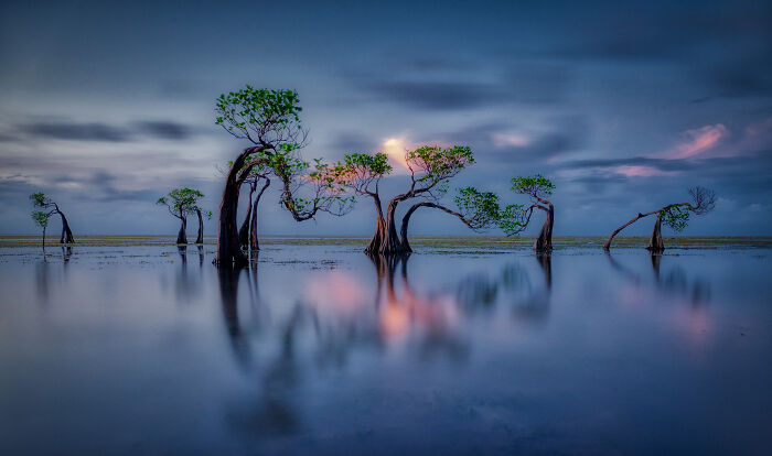 Landscapes: Highly Honored - Dancing The Sumba By Cyndy B. Waters