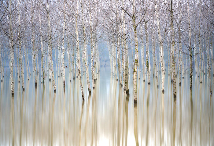 Landscapes: Highly Honored - Poplar Reflections On The Po River By Gianluca Gianferrari