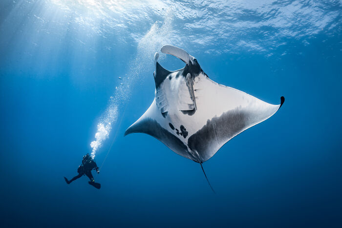 Outdoor Adventure: Highly Honored - Diver With Giant Oceanic Manta Ray By Christian Horras