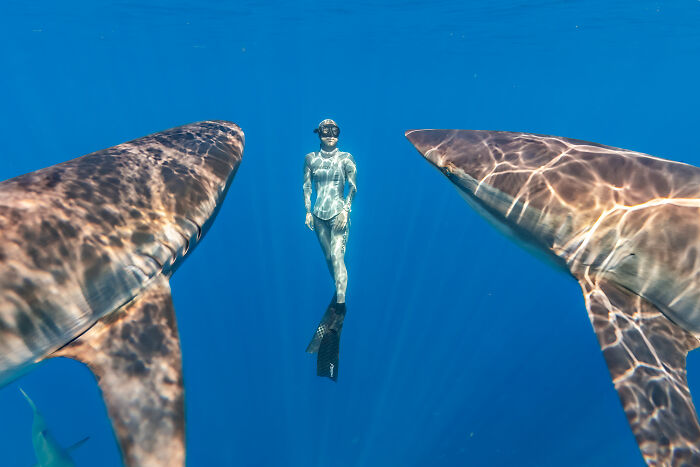 Outdoor Adventure: Highly Honored - Free Diver And Silky Sharks By Wayne Lai