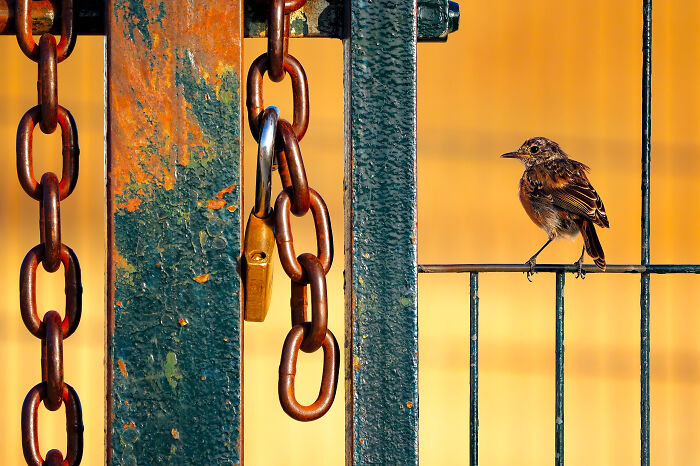 Youth Photographer Of The Year - European Stonechat By Alberto Román Gómez (Age 9)