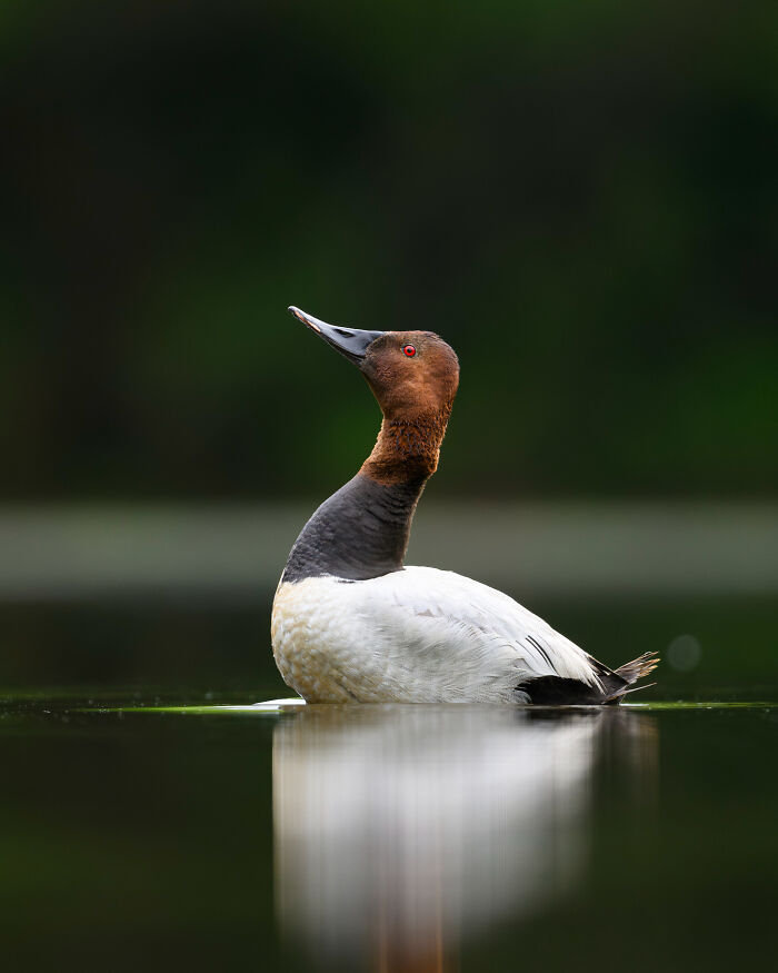 Youth: Highly Honored - Canvasback By James Fatemi (Age 17)