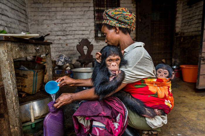 Conservation Story, Single Image: Highly Honored - Chimpanzee Rescue By Marcus Westberg