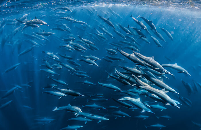 Ocean Views: Winner - Spinner Dolphins Superpod By Cécile Gabillon