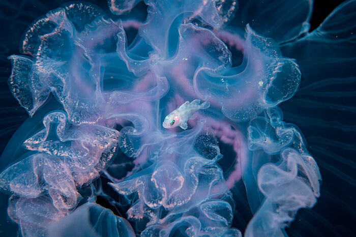 Ocean Views: Highly Honored - Juvenile Driftfish In Moon Jellyfish By Michael Patrick O’neill