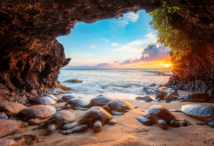 Ocean Views: Highly Honored - Green Sea Turtles In Cave By Leighton Lum