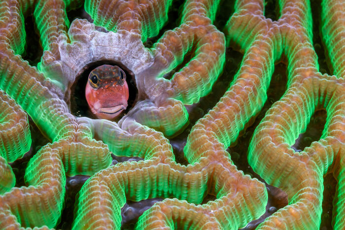 Ocean Views: Highly Honored - Blenny In Brain Coral By Pietro Formis