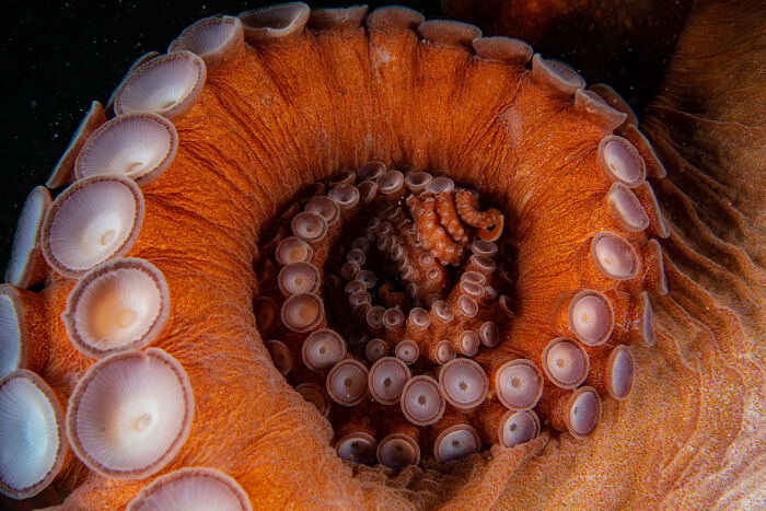 Ocean Views: Highly Honored - Giant Pacific Octopus By Mayumi Takeuchi-Ebbins