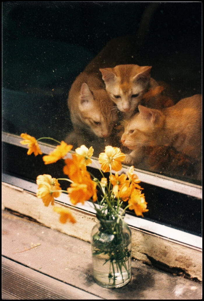 Cats behind a window resemble Renaissance paintings, with a vase of vibrant flowers in the foreground.