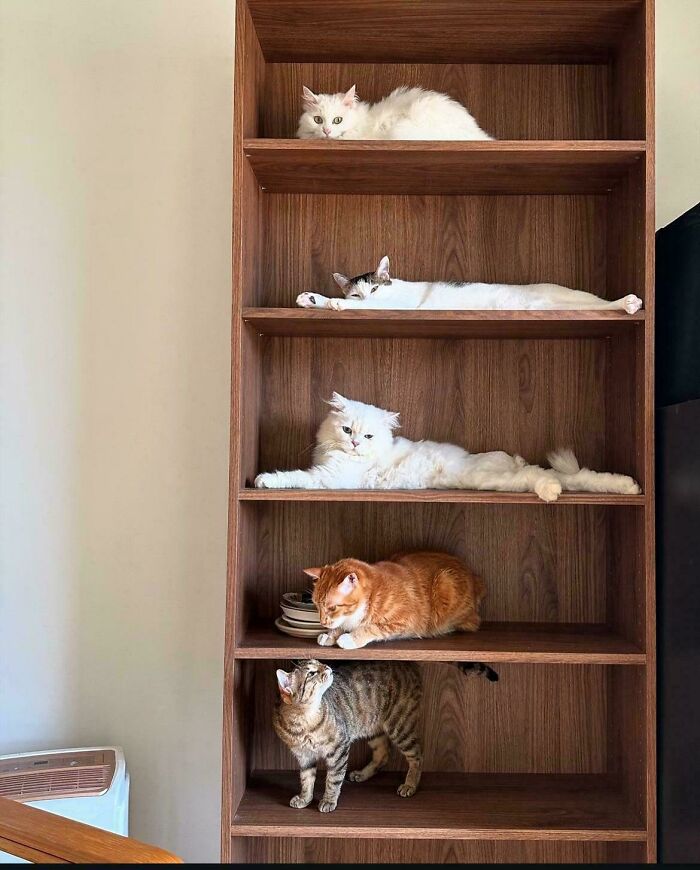 Cats lounging on a wooden bookshelf resembling a serene Renaissance painting.