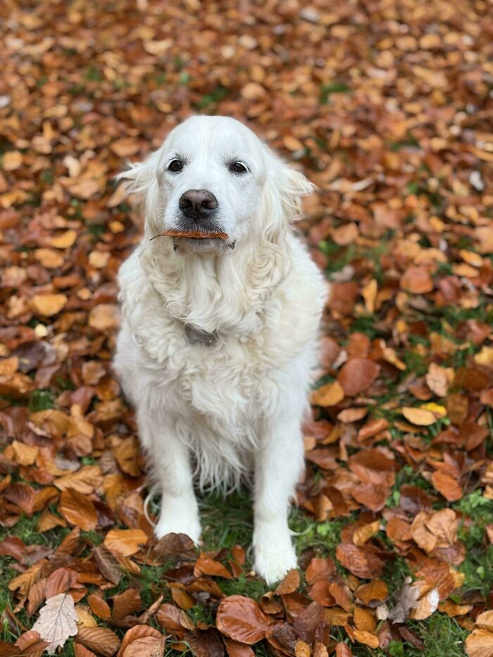 She Brought Me A Leaf