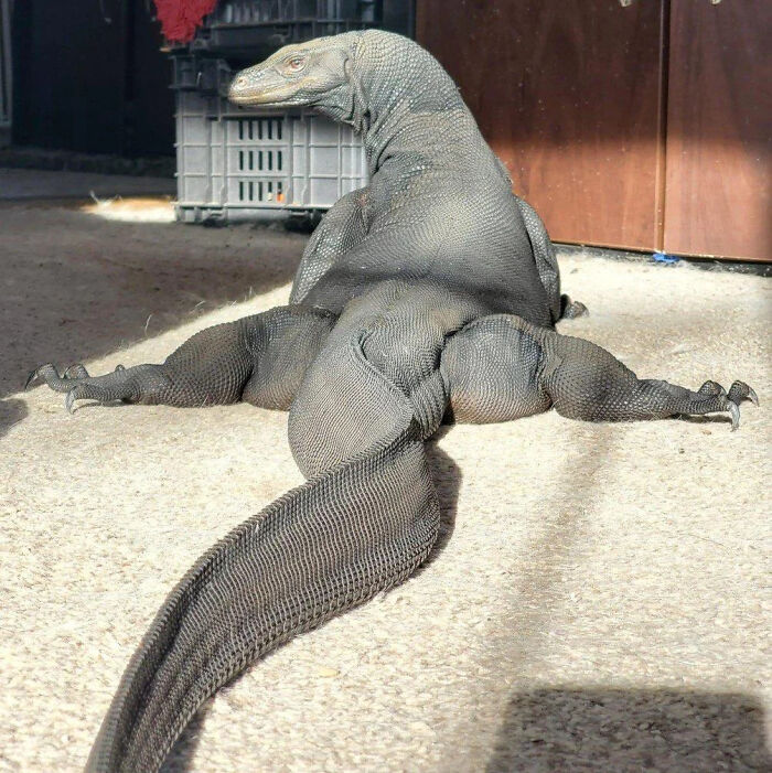 Large lizard sprawled on the floor, showcasing its massive tail and body in the sunlight, epitomizing absolute units.