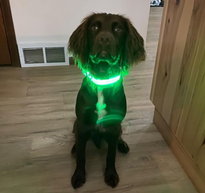 No More Lost Pups In The Dark! Keep Them Visible And Safe On Nighttime Walks With The Rechargeable LED Dog Collar