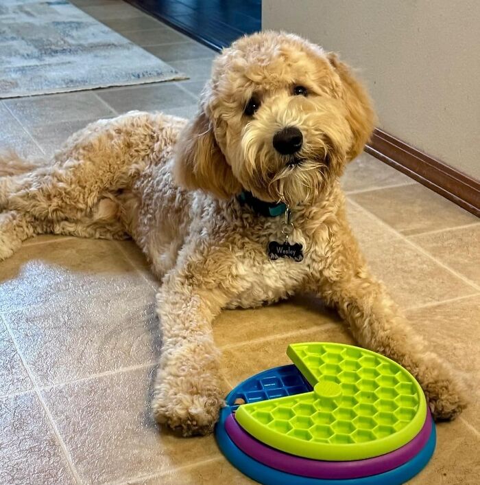 Tired Of Your Pup Inhaling Meals In 2 Seconds Flat? Challenge Their Chompers With The 2-Layer Puzzle Feeder