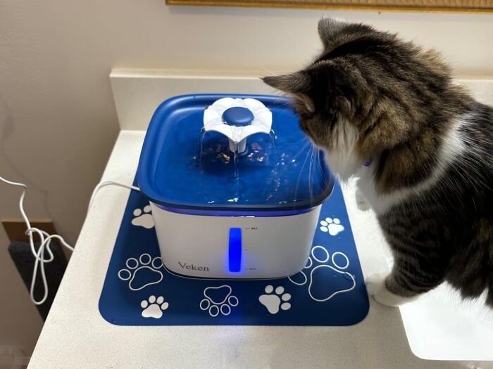 Pup Preferring Running Water To Stale Bowls? Quench Their Thirst With A Refreshing Pet Fountain