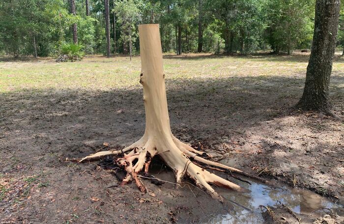 So It Turns Out That You Can Power Wash The Bark Right Off A Tree