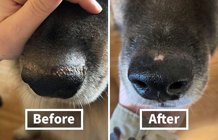 Dry, Cracked Noses Getting Your Pup Down? Soothe And Moisturize With A Nourishing Dog Nose Balm