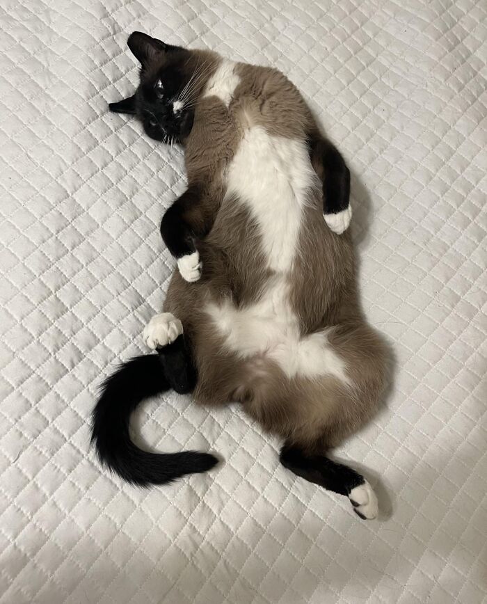 Denver Wanted To Show Everyone His Belly!