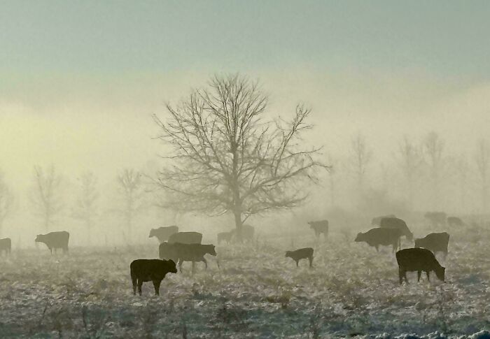 Cows grazing in a misty field with barren trees, resembling a serene Renaissance painting.