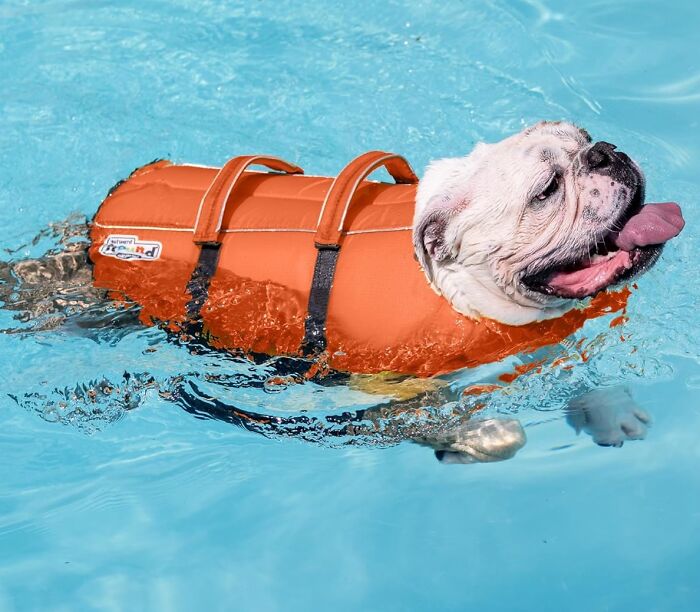 Pup Wanting To Take A Dip? Keep Them Safe And Afloat With A Reliable Dog Life Jacket