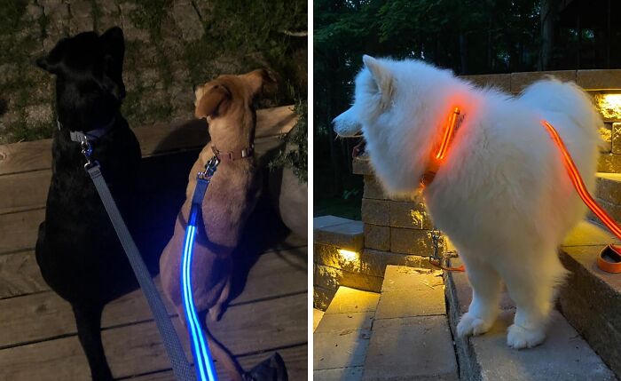 Nighttime Walks Getting A Little Too Dark? Stay Visible And Safe With A Radiant Light Up Dog Leash