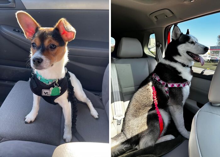 Keep Them Safe And Secure On The Go With A Sturdy Dog Seat Belt