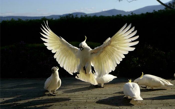 Bird with wings spread resembling Renaissance paintings, surrounded by others on a wooden deck.