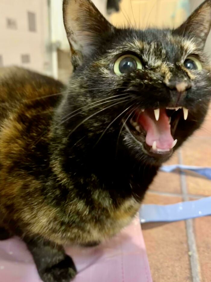 This Is My Sweet Vienna But I Often Call Her ‘Ms Yellypants’. This Yell Was Captured In A Live Photo When We Obviously Should Have Been Making Her Dinner Instead!