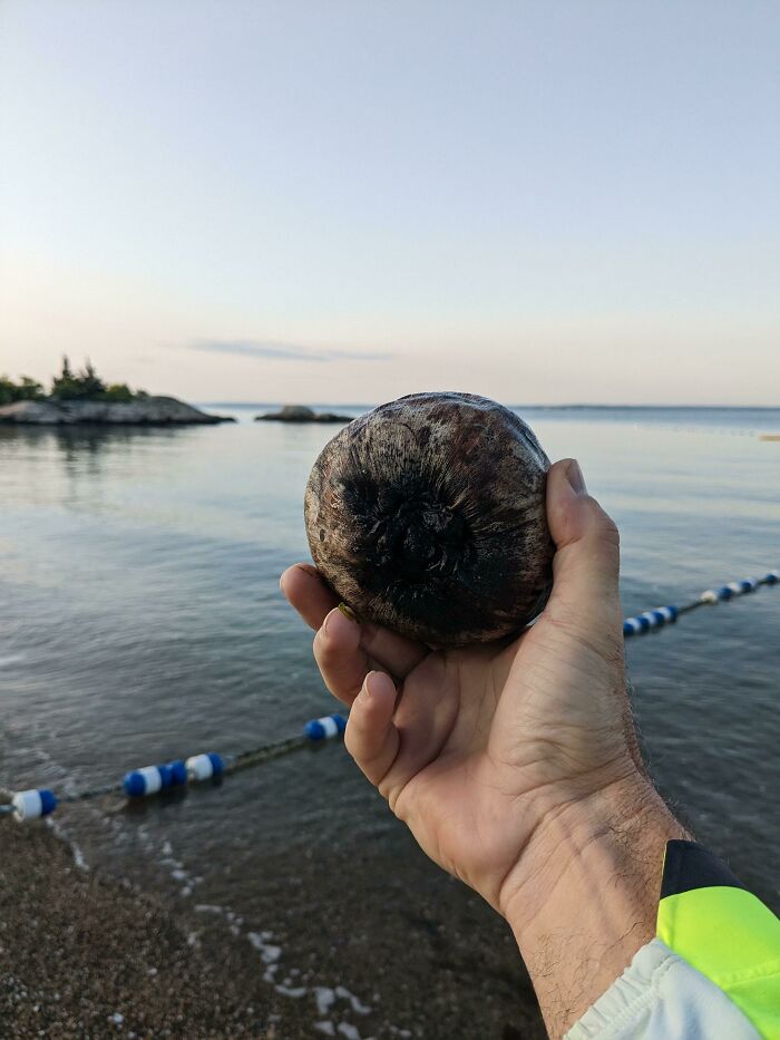 Found A Coconut Washed Up On The Beach In New England