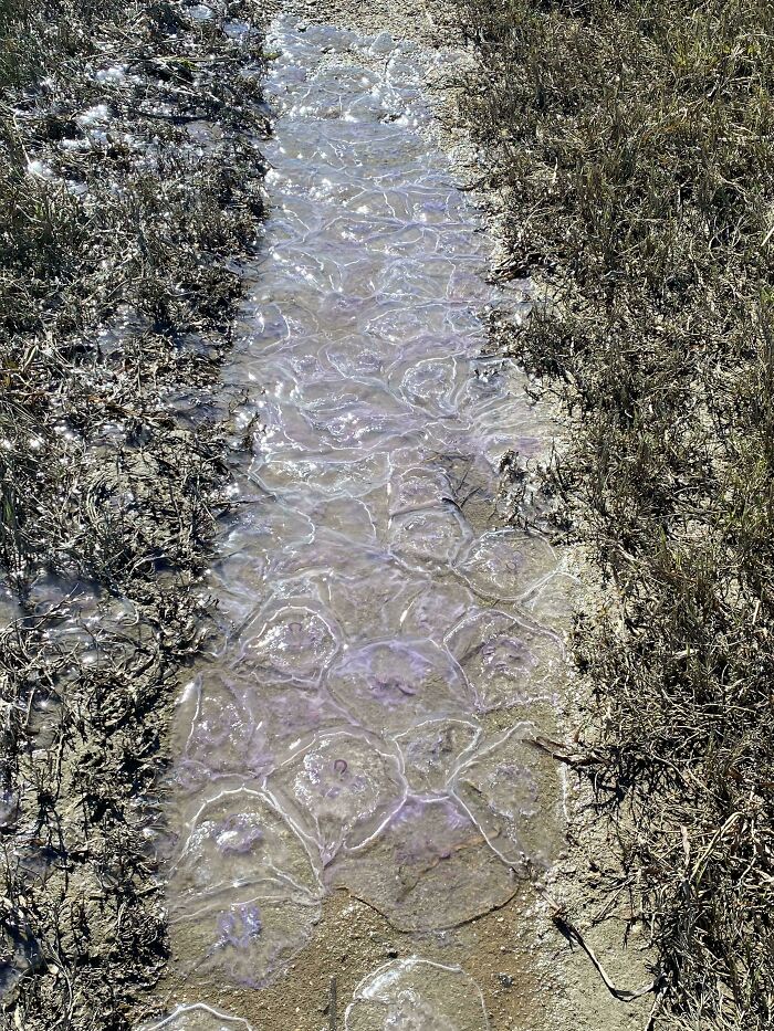 Found A Trail Of Jelly Fish At The Beach Yesterday