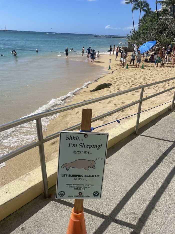 A Resort I’m At Has A Sign To Warn Tourists About Seals Sleeping On The Beach