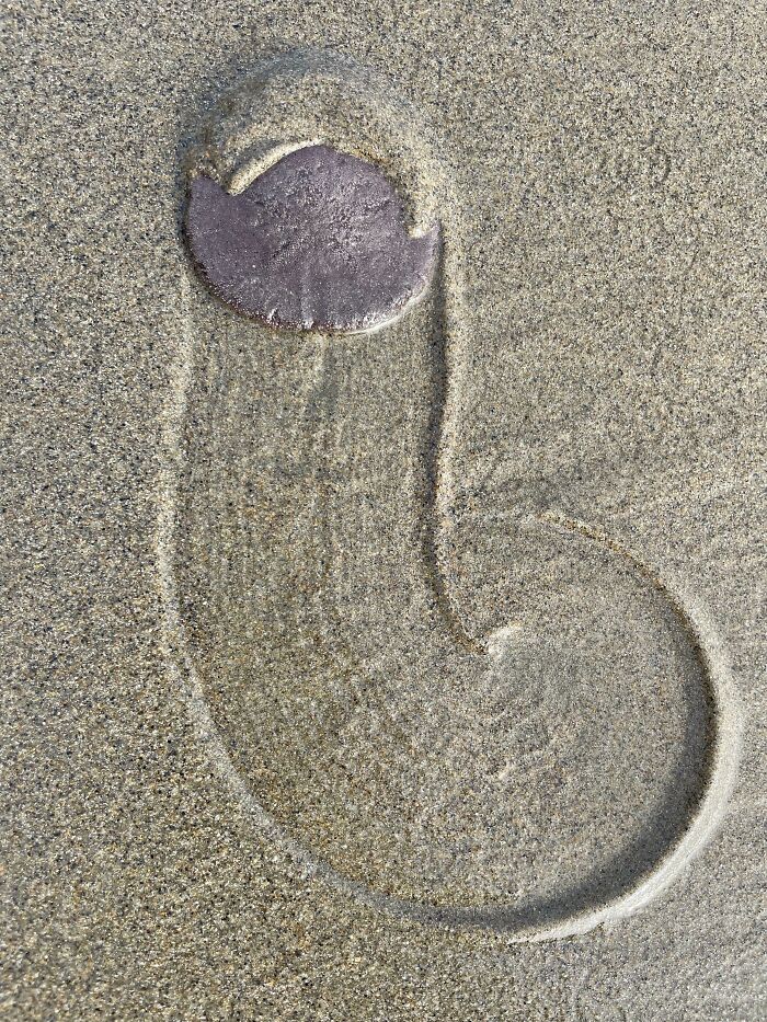 Sand Dollar Left A Trail On The Beach At Low Tide