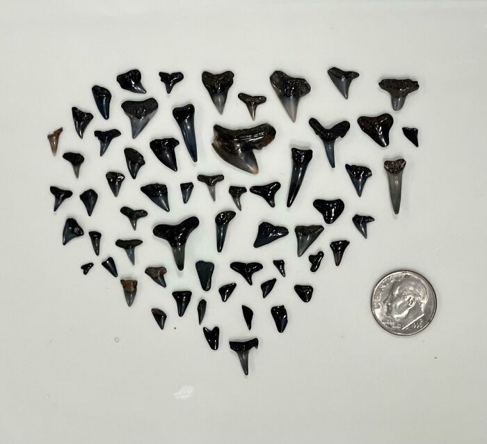 The Shark Teeth Four Of Us Found After A Couple Hours At The Beach This Morning