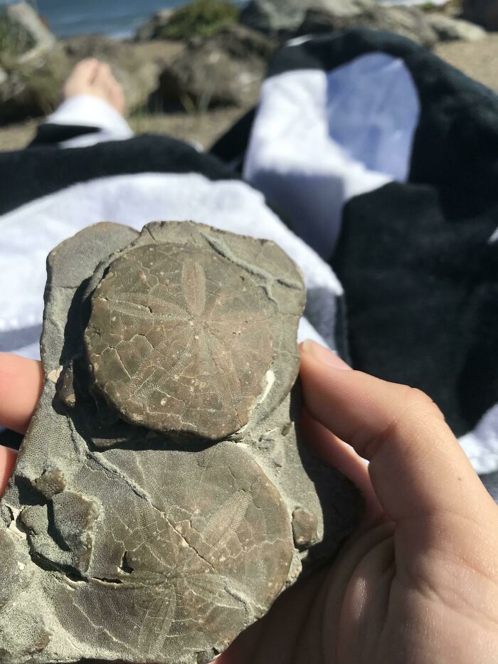 I Found These Fossil Sand Dollars At The Beach