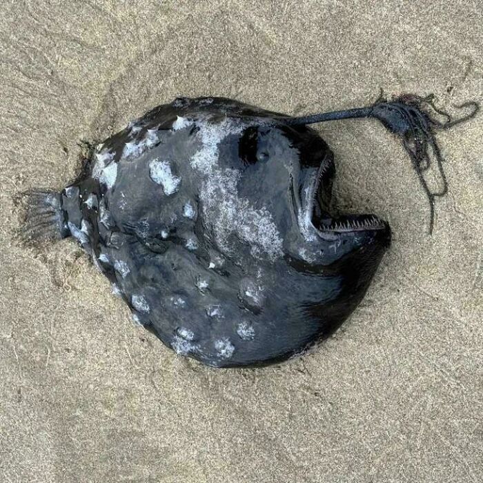 Pacific Football Fish Washed Up At Oregon Beach. Only 31 Specimens Have Ever Been Documented