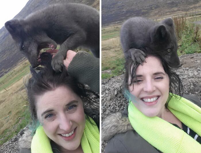 I Met This Arctic Fox In Iceland, Once. Up Close And Personal