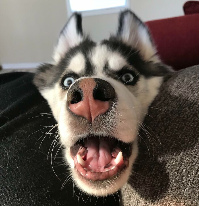 Intenté dejar un poco de espacio con mi rodilla, pero es un husky y el espacio personal no está permitido 