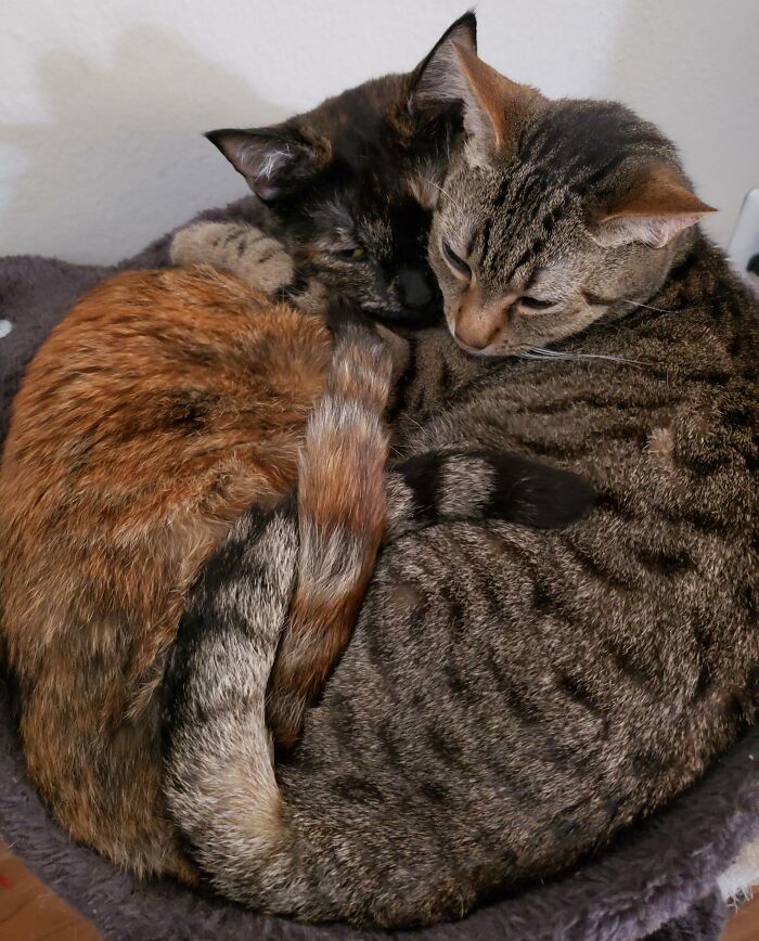 No tienen ningún tipo de respeto por el espacio personal del otro y están todo el día peleando, pero cuando llega la hora de la siesta se acurrucan juntos en una de sus muchas camas